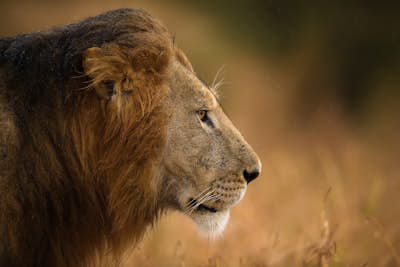 Τοιχογραφία