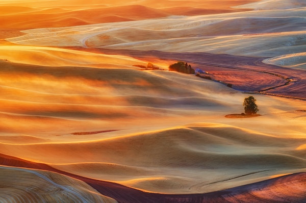 Golden Palouse