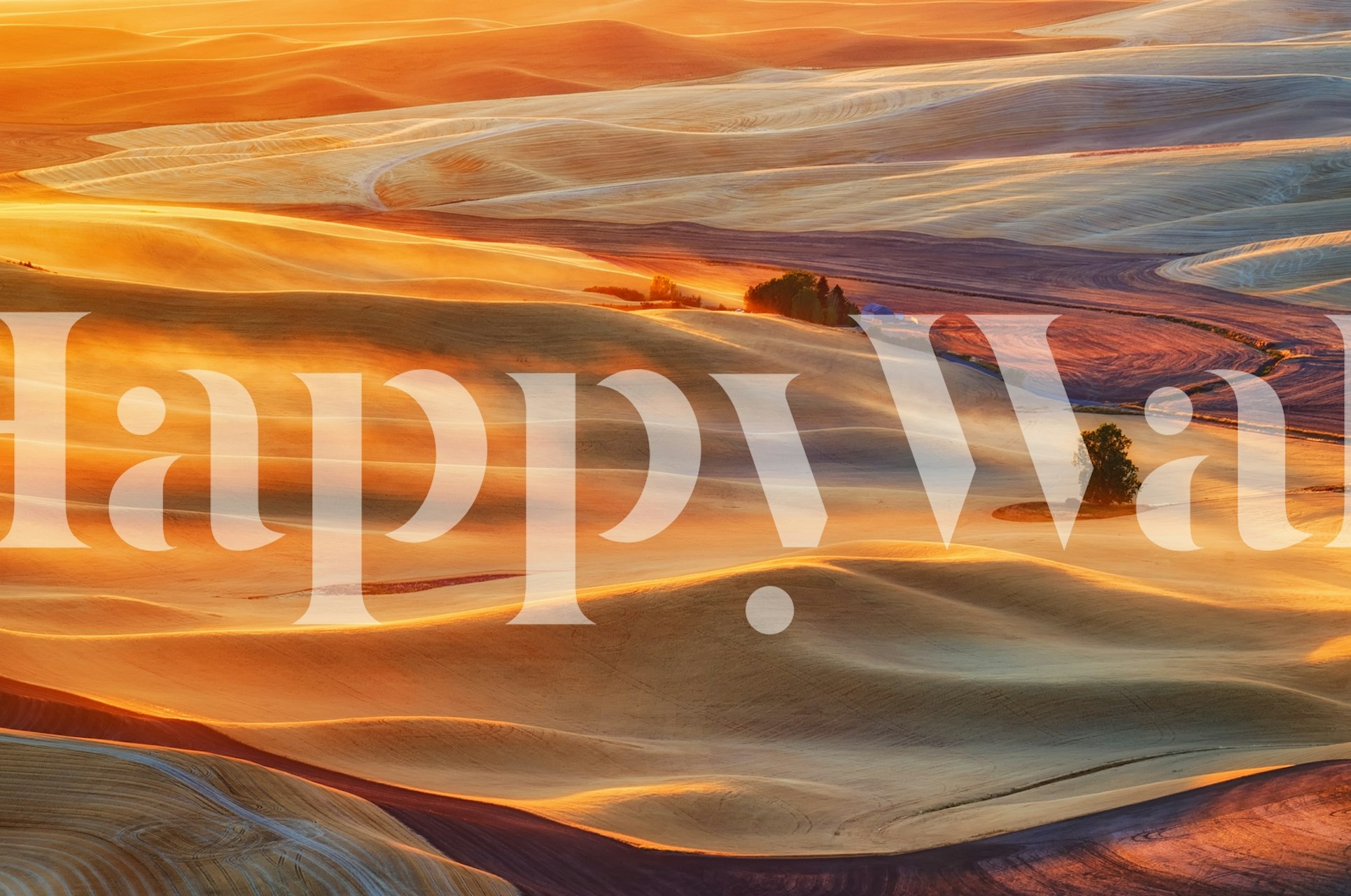 Golden Palouse Tapete in einem Raum