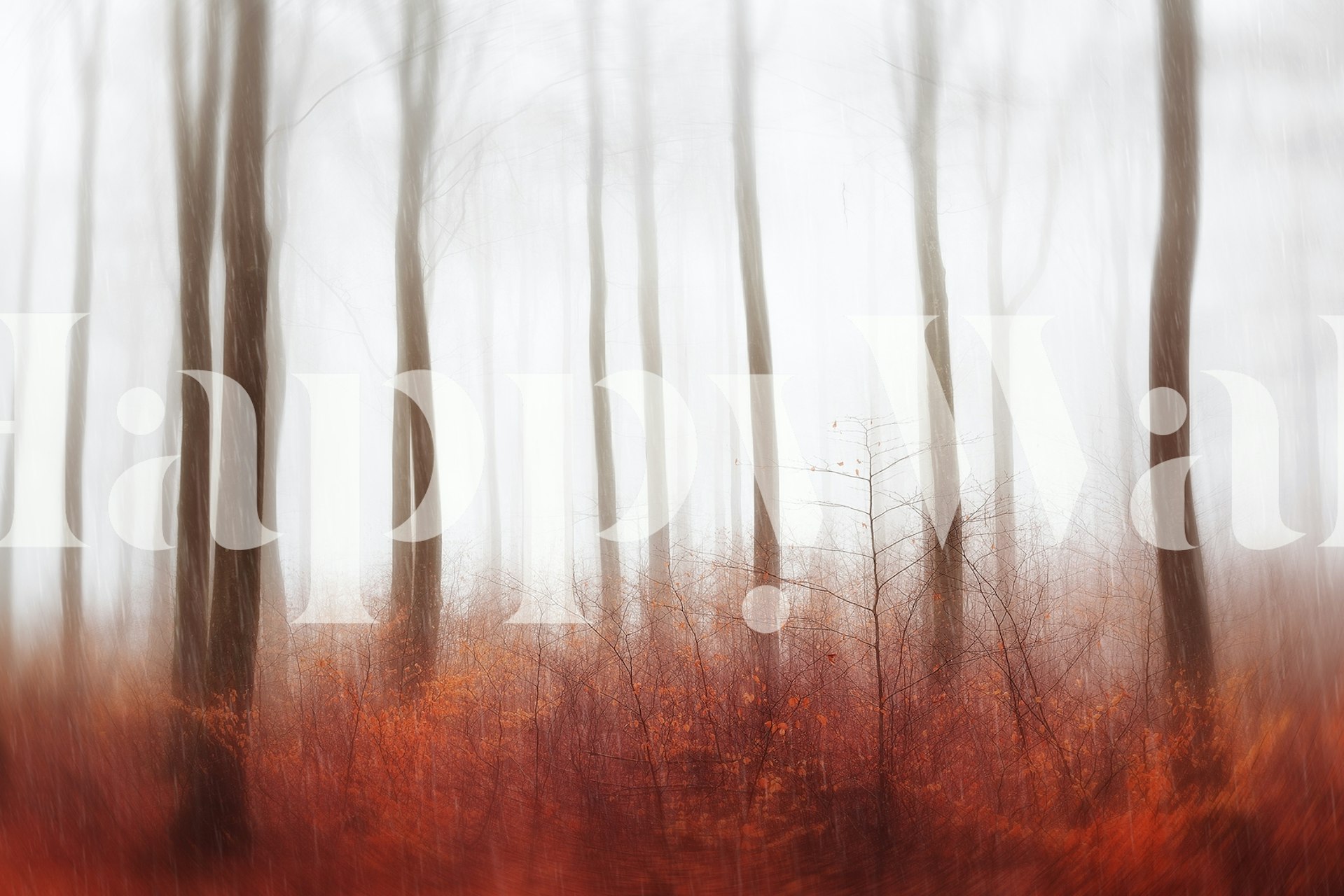 Fototapeta Mlhový les s podzimním podrostem