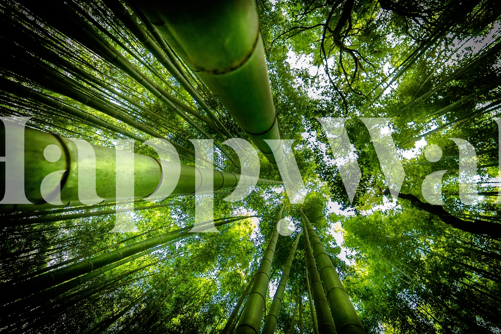 Bamboo trunks and green trees from below wallpaper