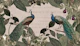 Regal Peacocks Vintage Wildlife Scenery
