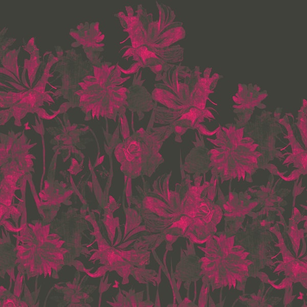 Elegant Rose Nightfall