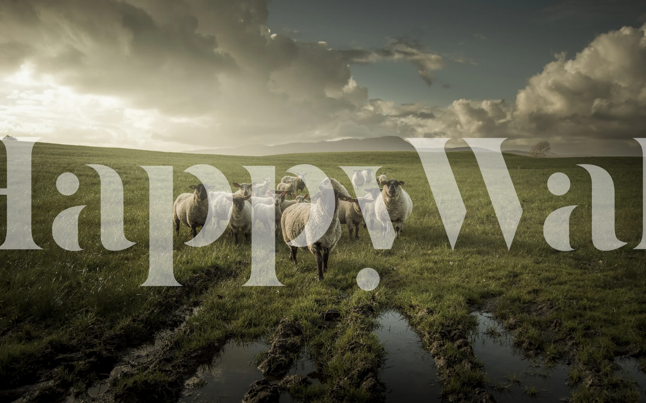 Group of sheep in a grassy field under a dramatic sky wallpaper