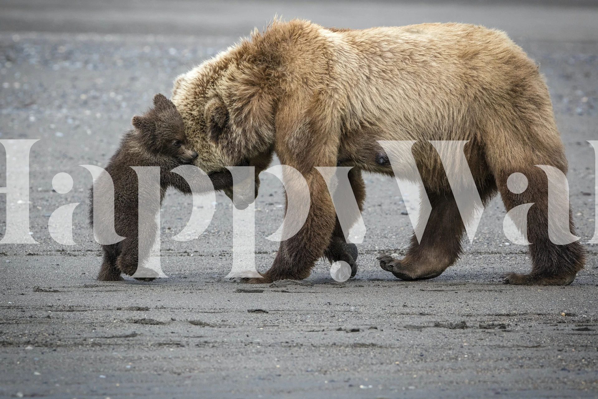 Bären Tapete mit einer Mutter und ihrem Jungen