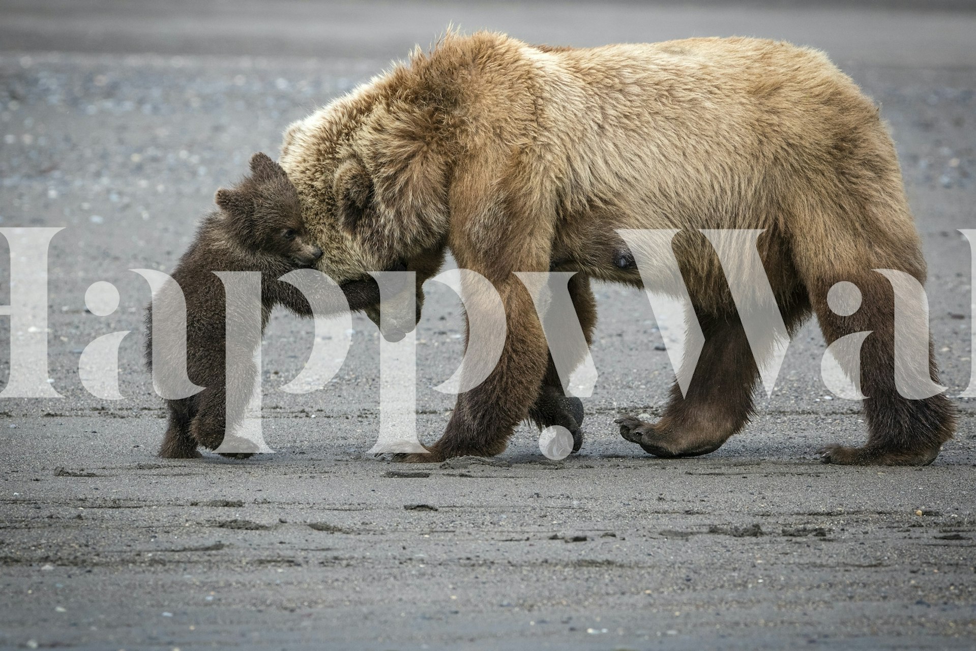 Papier peint ours avec une mère et son petit