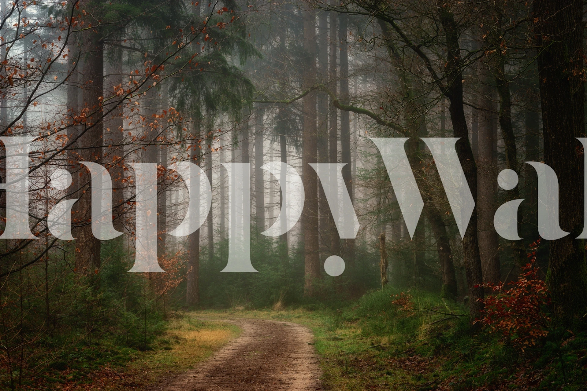 Misty forest path wall mural in a serene setting