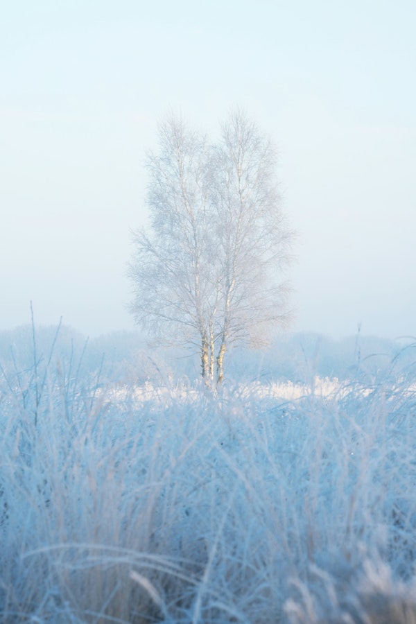 Frosty Morning Serenity