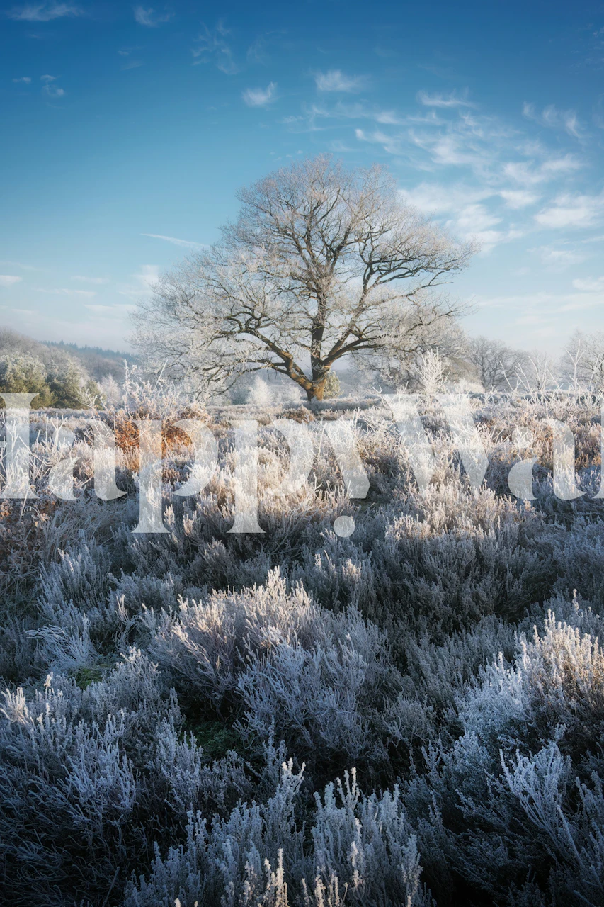 Frosted tree with snow-covered grass under a blue sky wallpaper