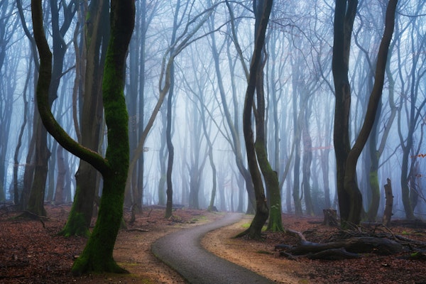 Foggy Tree-Lined Road