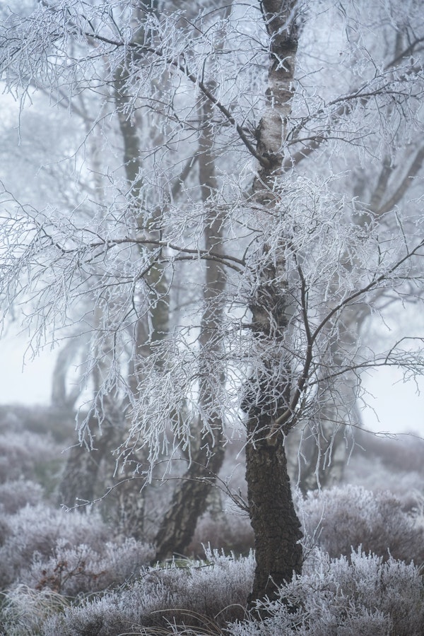 Frosted Woodland Scene
