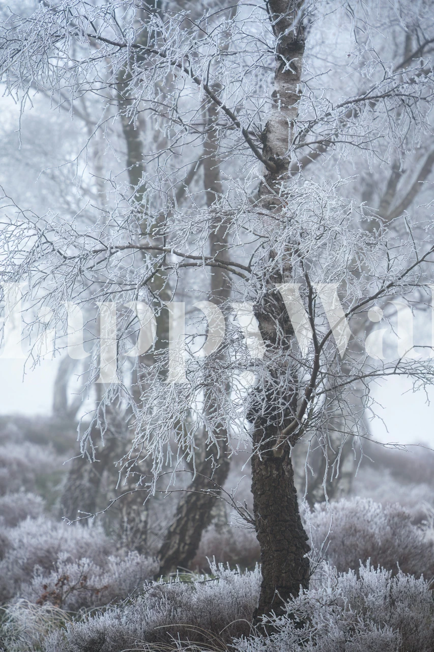 White frozen trees in a misty woodland setting wallpaper
