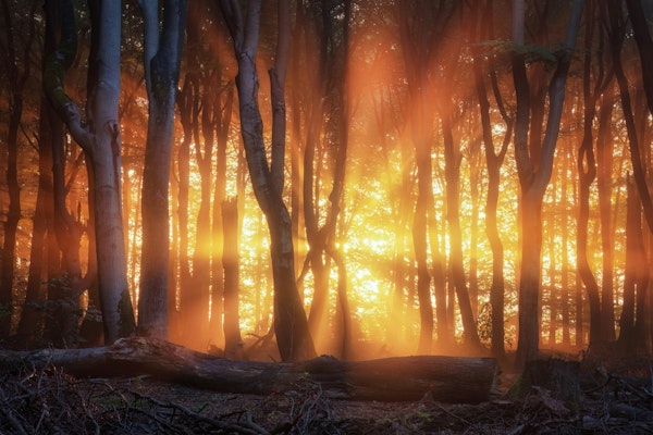 Enchanted Woodland Light