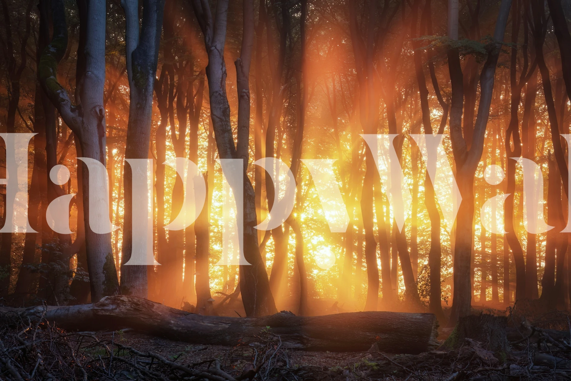 Enchanted Woodland Light Tapete in einem Raum