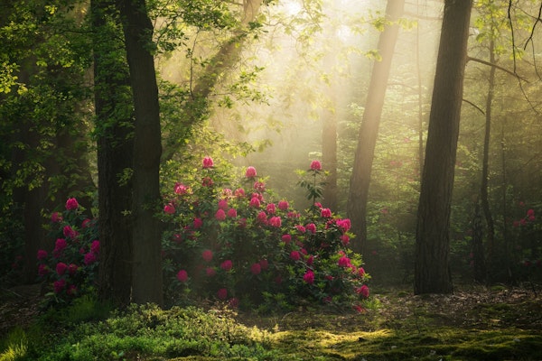 Mystical Forest Blooms