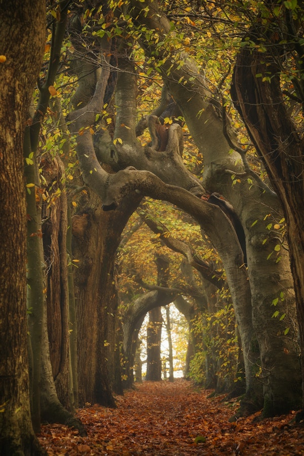 Autumn Forest Archway