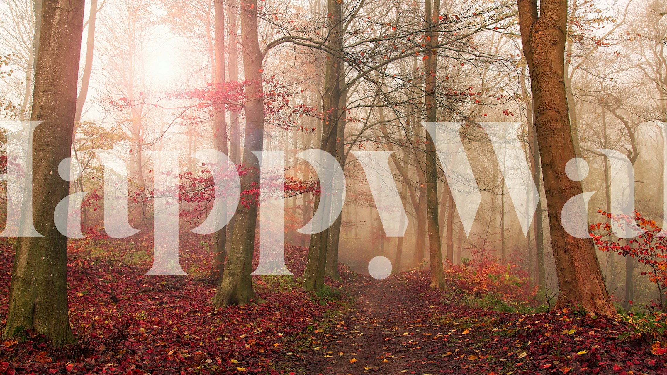 Autumn forest scene with red leaves and mist, nature wallpaper