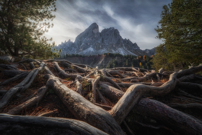 Dolomites Mountain Roots Nature Wallpaper