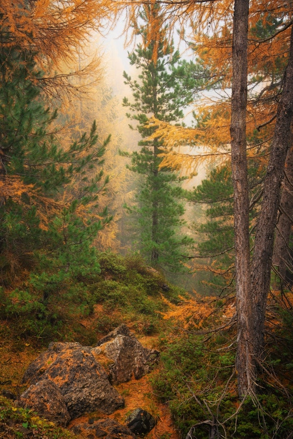 Autumn Forest Serenity