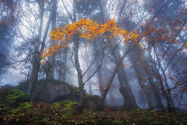 Misty Autumn Forest
