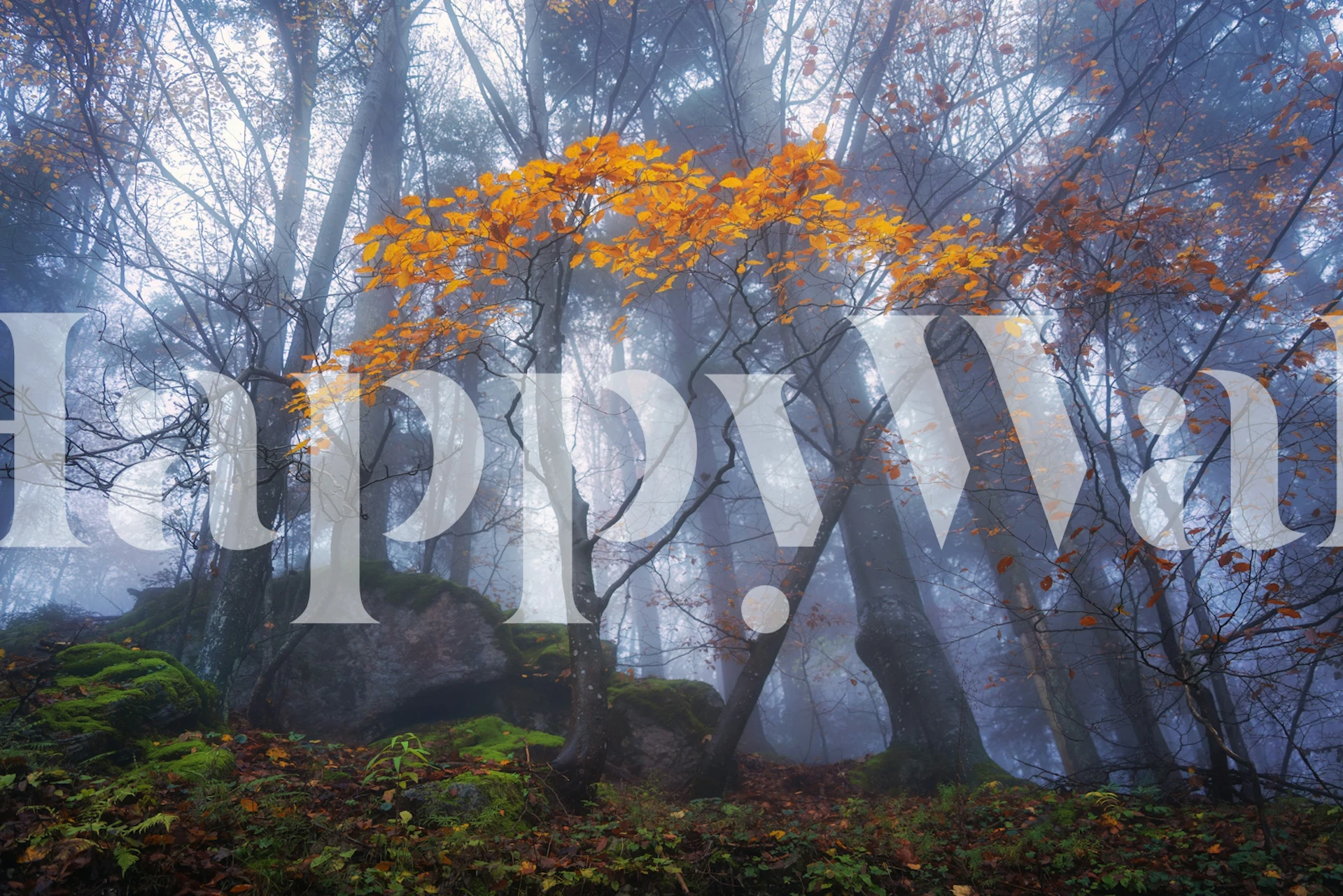 Misty autumn forest with glowing yellow leaves and foggy background wallpaper