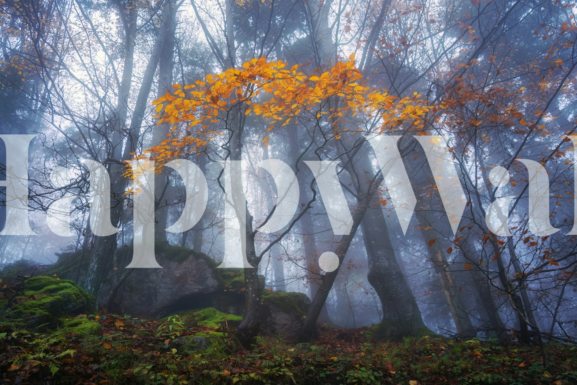Misty autumn forest with glowing yellow leaves and foggy background wallpaper