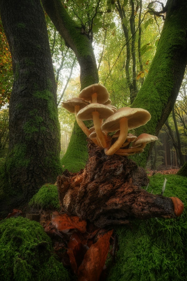 Enchanted Forest Mushrooms