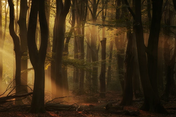 Sunlit Woodland Scene