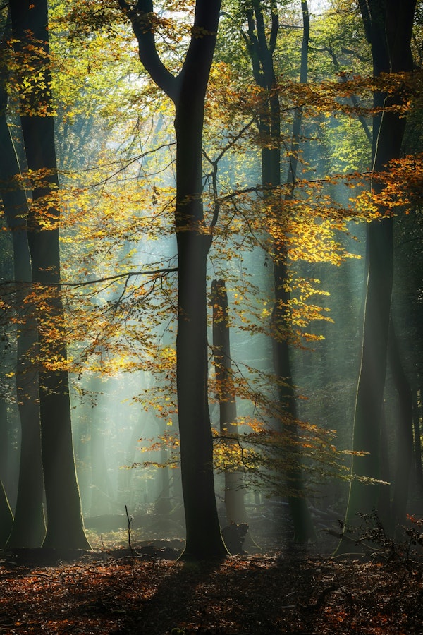 Mystical Woodland Aura