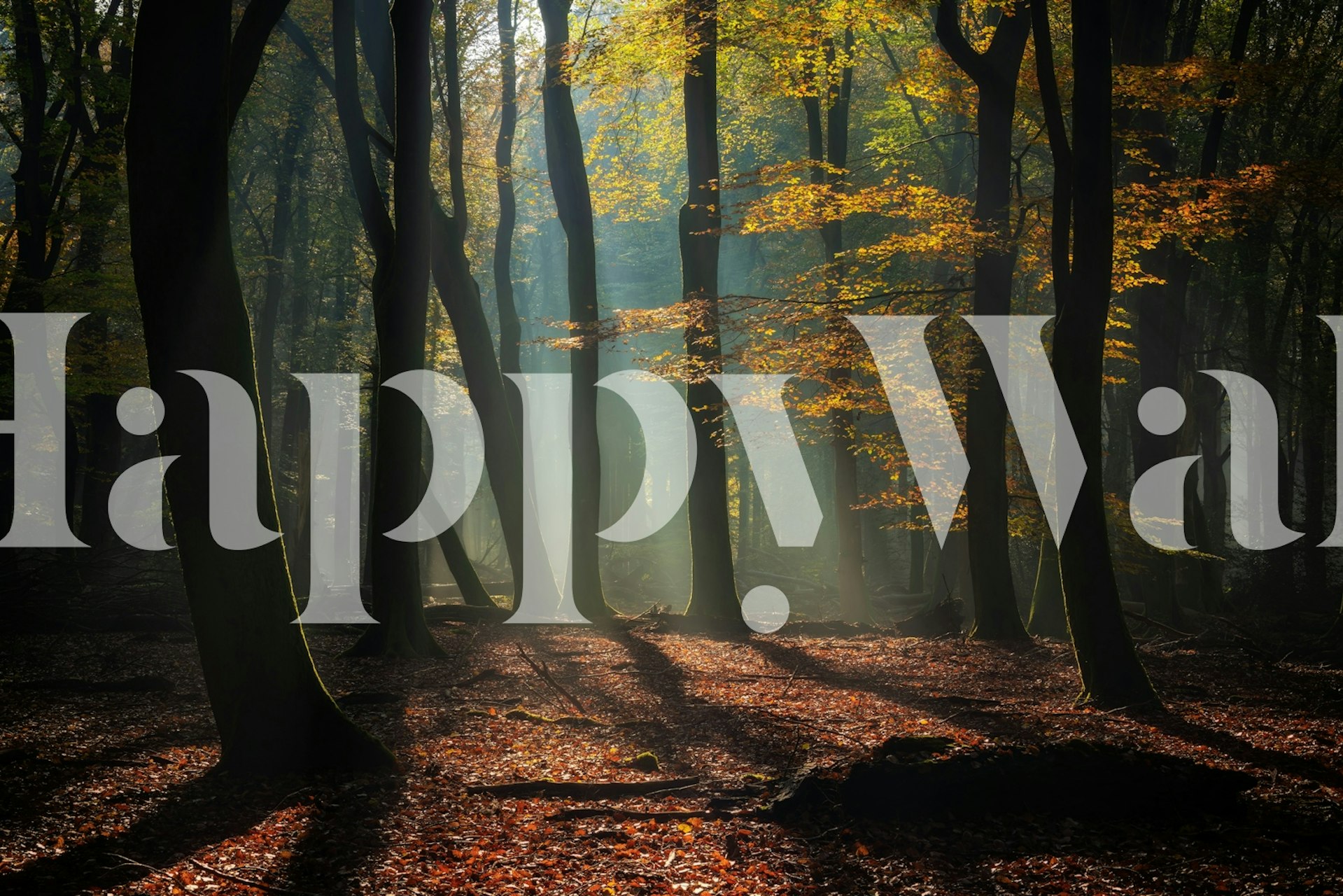 Papier peint Serene Forest Light dans une pièce