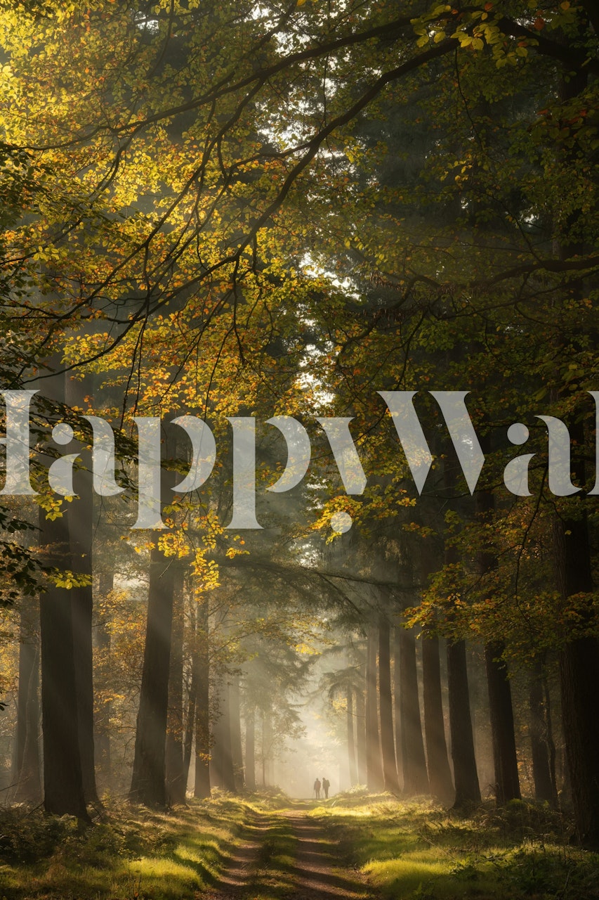 Forest pathway with sunlight filtering through trees, autumn colors wallpaper