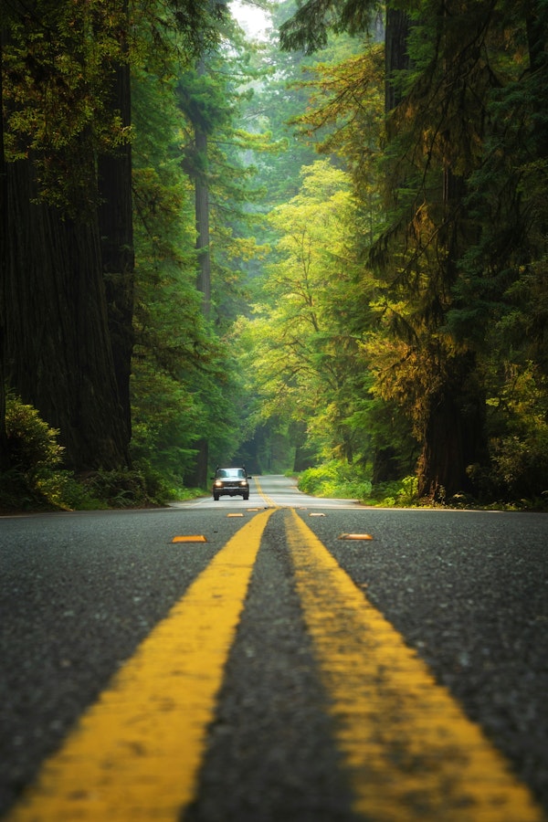 Road Through the Redwoods, California, USA