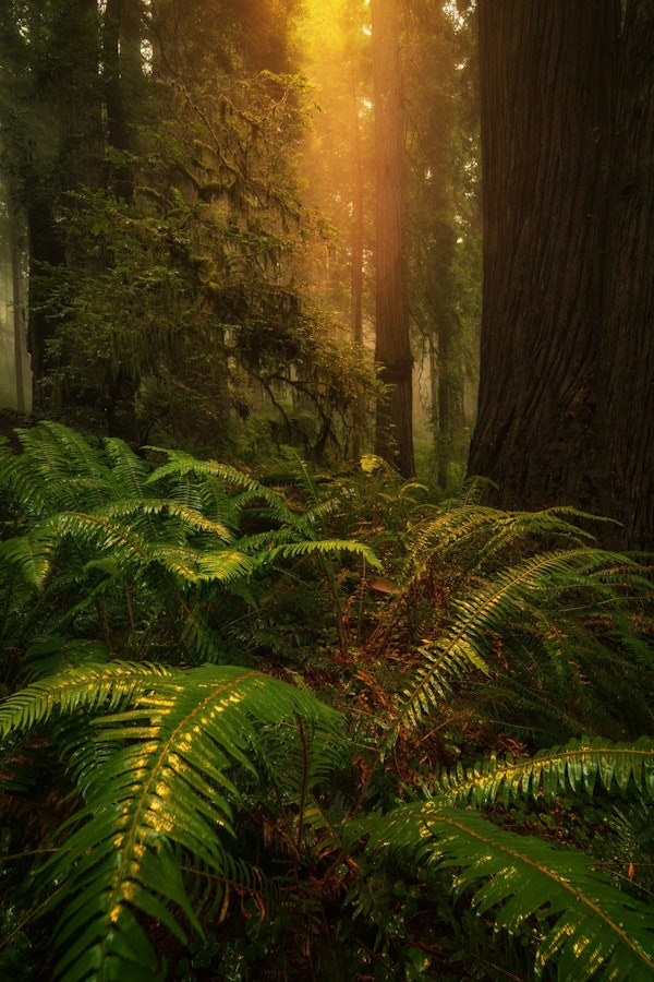 Lush Redwoods Fernscape - USA