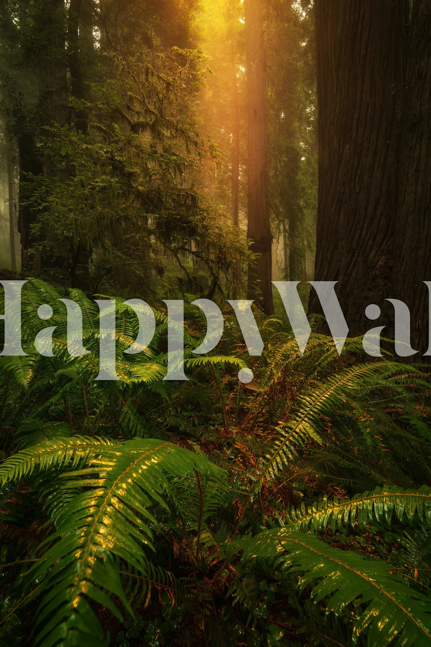 Lush green ferns with sunlight filtering through trees wallpaper