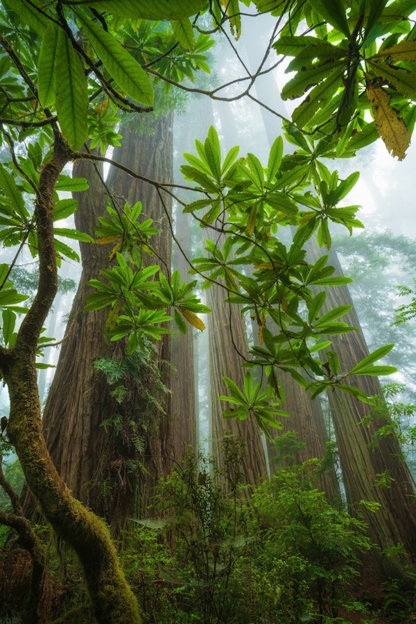 Enchanting Redwoods Scene - California