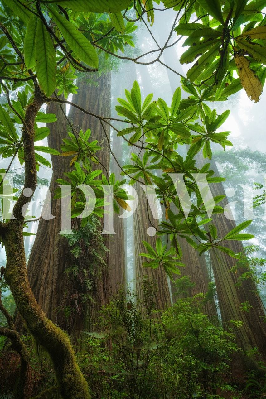 Enchanting redwoods wallpaper in a room
