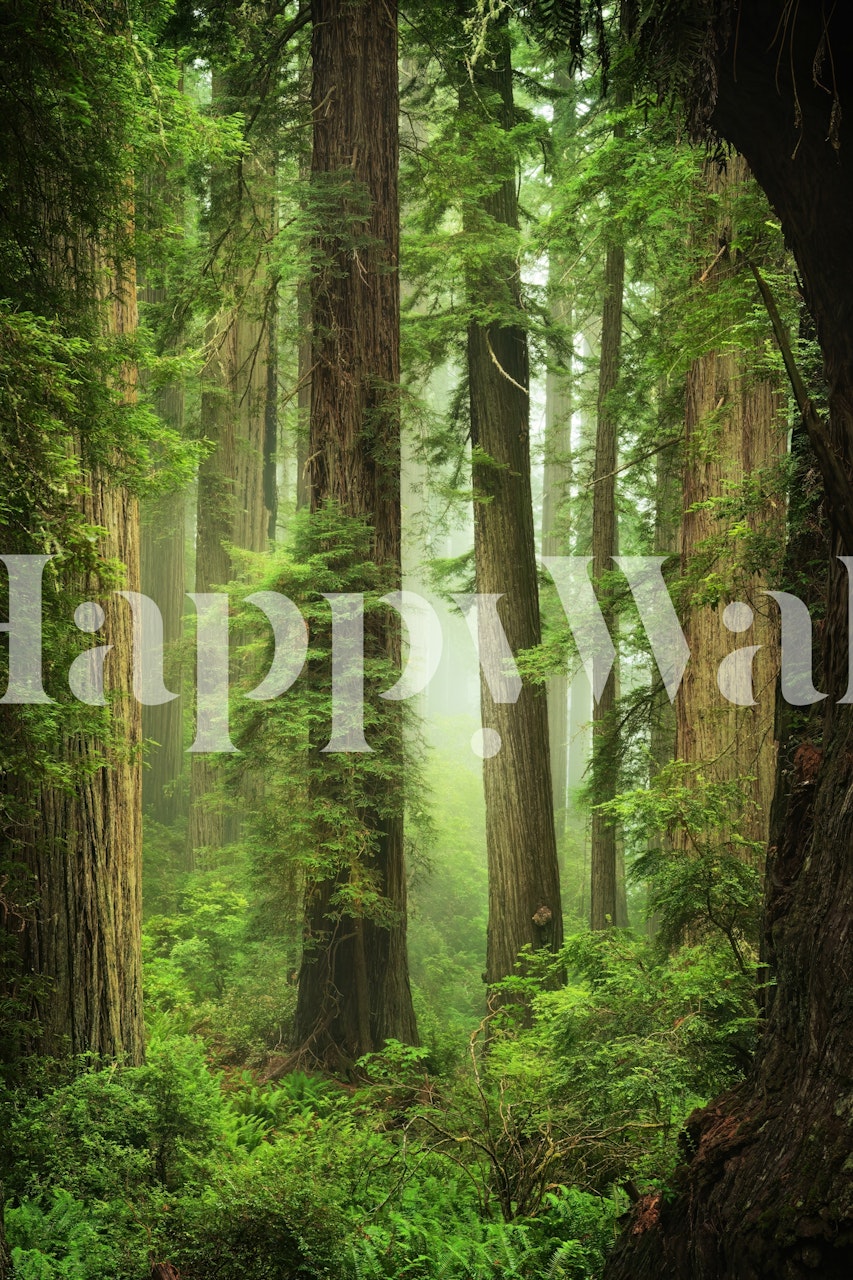 Mystical forest wallpaper in a cozy room