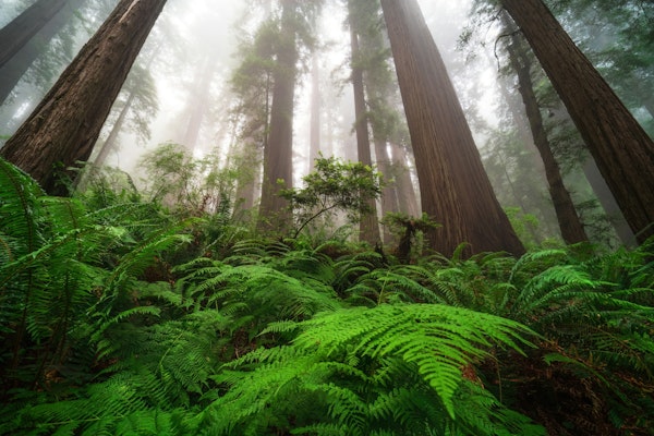 Lush Verdant Redwoods - USA