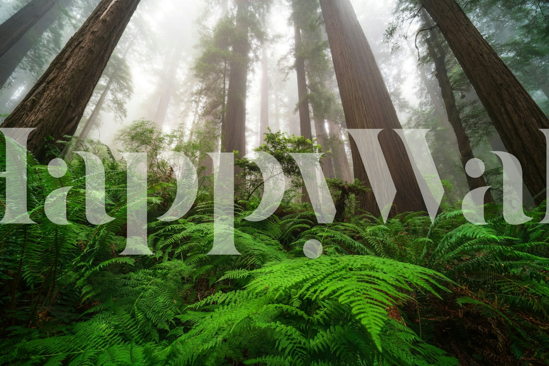Tall redwood trees and ferns in misty forest wallpaper