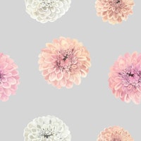 Blossoming Dahlia Elegance carta da parati