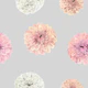 Blossoming Dahlia Elegance