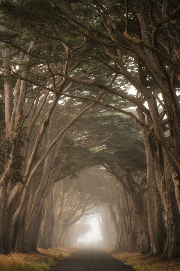 Enchanted Cypress Tree Tunnel - USA