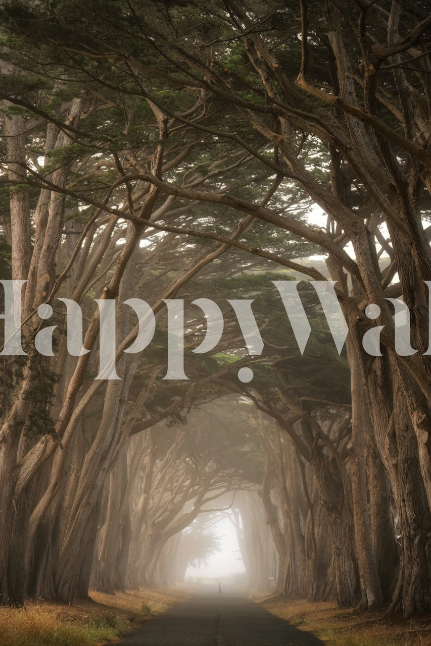 Tapeta Enchanted Cypress Tree Tunnel v pokoji