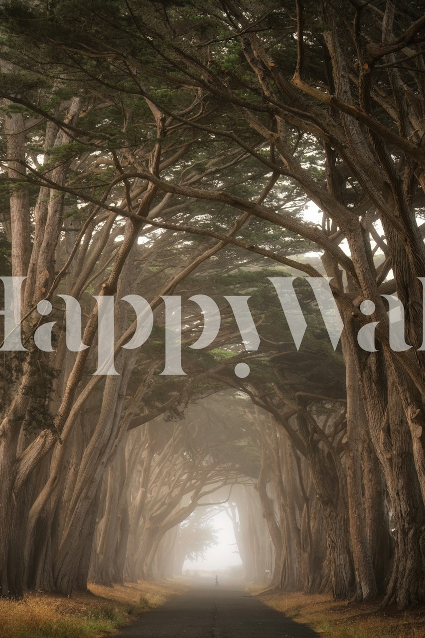 Enchanted Cypress Tree Tunnel wallpaper in a room