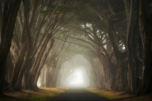 Serene Cypress Tree Tunnel - California