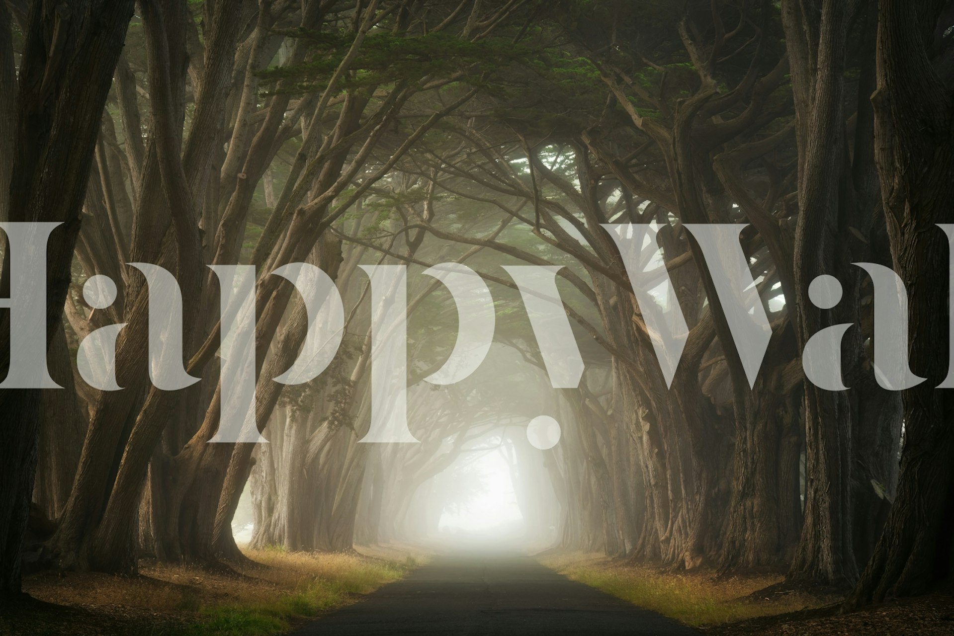 Cypress tree tunnel in fog with muted colors wallpaper