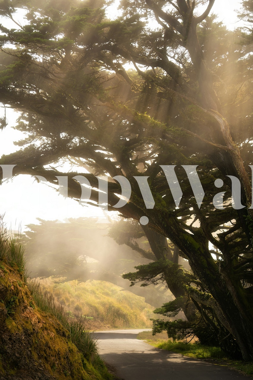 Ταπετσαρία Misty Morning Serenity σε ένα δωμάτιο