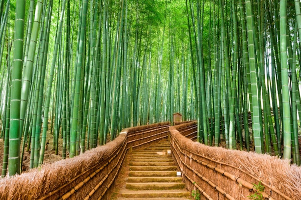 Bamboo forest Kyoto