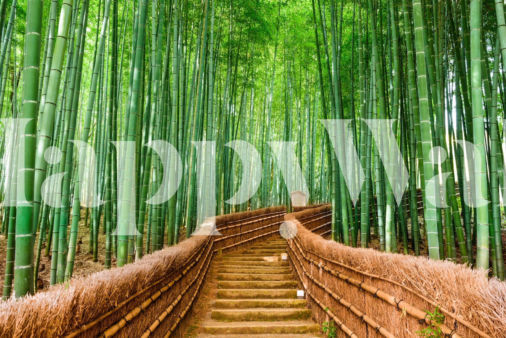 Lush green bamboo forest pathway wallpaper