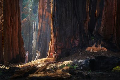 Τοιχογραφία